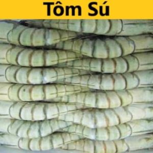 Tôm sú