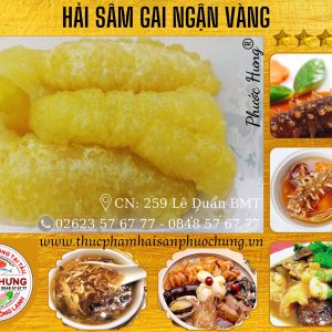 Hải sâm gai vàng